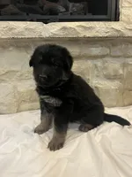 Ella, a female German Shepherd Dog for sale in Mount Vernon, MO – Photo 4 of 5