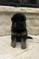 Wags, a male German Shepherd Dog for sale in Mount Vernon, MO – Photo 3 of 6