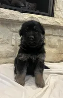 Wags, a male German Shepherd Dog for sale in Mount Vernon, MO – Photo 2 of 6