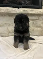 Wags, a male German Shepherd Dog for sale in Mount Vernon, MO – Photo 1 of 6