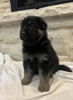 Wags, a male German Shepherd Dog for sale in Mount Vernon, MO – Photo 4 of 6