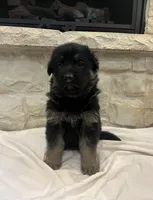 Wags, a male German Shepherd Dog for sale in Mount Vernon, MO – Photo 5 of 6