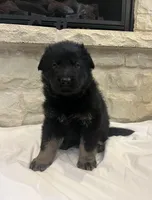 Jay, a male German Shepherd Dog for sale in Mount Vernon, MO – Photo 3 of 5