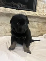 Jay, a male German Shepherd Dog for sale in Mount Vernon, MO – Photo 4 of 5