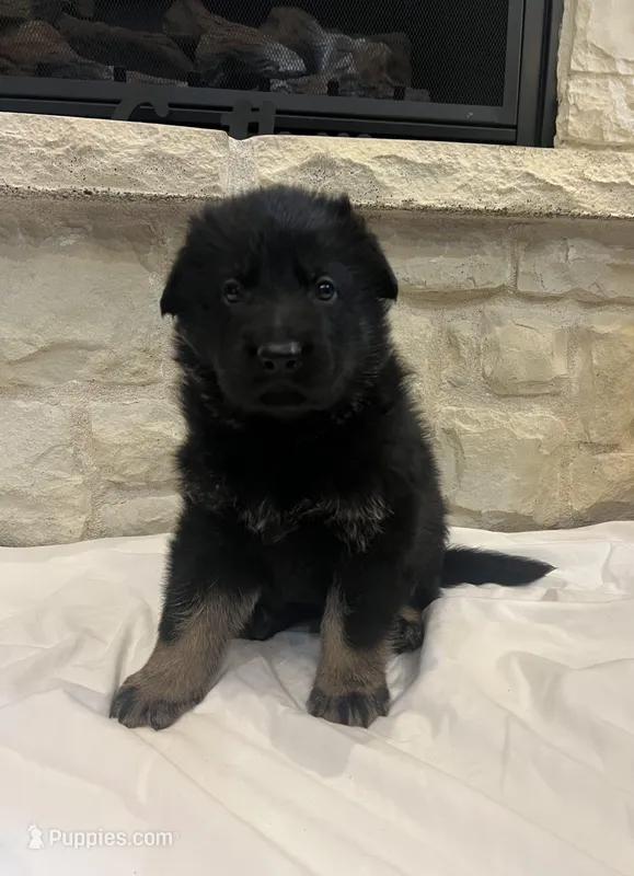 Jay – German Shepherd Dog puppy for sale in Mount Vernon, MO