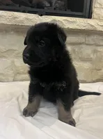 Jay, a male German Shepherd Dog for sale in Mount Vernon, MO – Photo 2 of 5