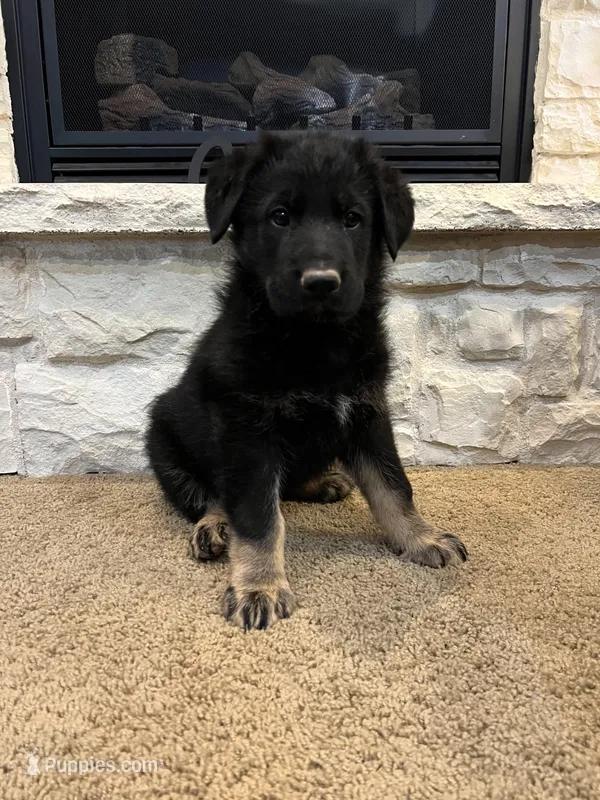 Ray – German Shepherd Dog puppy for sale in Mount Vernon, MO