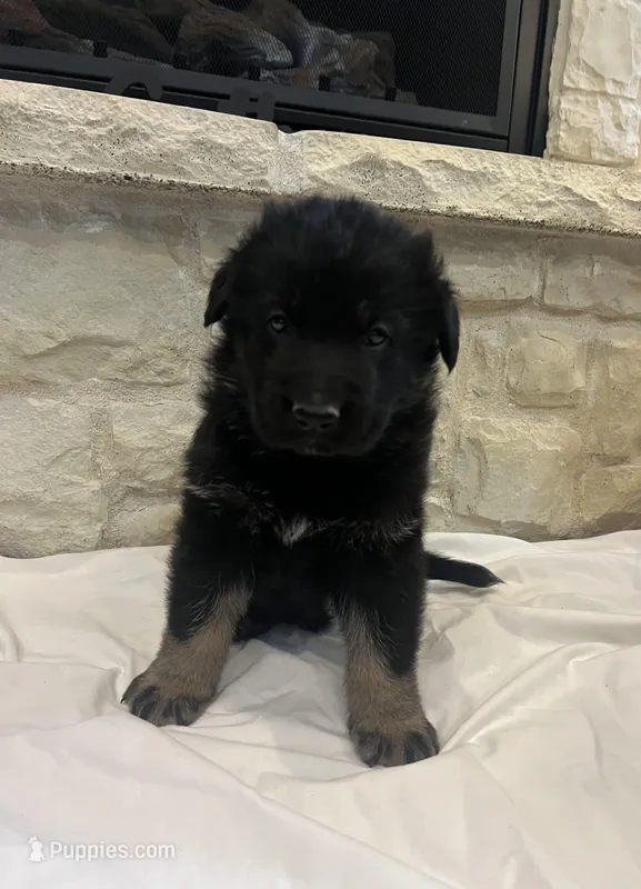 Ray – German Shepherd Dog puppy for sale in Mount Vernon, MO