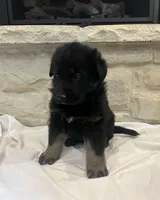 Ray, a male German Shepherd Dog for sale in Mount Vernon, MO – Photo 3 of 5