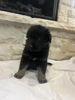 Ray, a male German Shepherd Dog for sale in Mount Vernon, MO – Photo 4 of 5