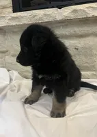 Ray, a male German Shepherd Dog for sale in Mount Vernon, MO – Photo 2 of 5