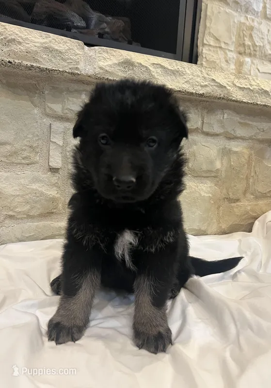 Bree – German Shepherd Dog puppy for sale in Mount Vernon, MO