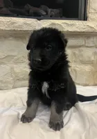 Bree, a female German Shepherd Dog for sale in Mount Vernon, MO – Photo 3 of 5