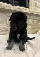 Bree, a female German Shepherd Dog for sale in Mount Vernon, MO – Photo 4 of 5