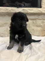 Bree, a female German Shepherd Dog for sale in Mount Vernon, MO – Photo 2 of 5