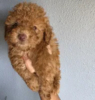 Star, a female Poodle - Toy  for sale in San Diego, CA – 3 of 6