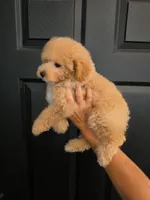 Rosie, a female Poodle - Toy  for sale in San Diego, CA – 4 of 6