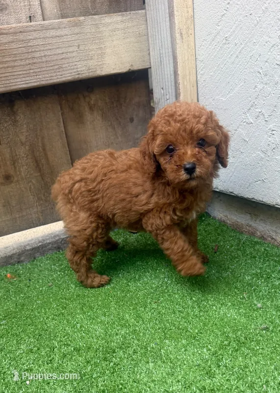 Sophie – Poodle - Toy  puppy for sale in San Diego, CA