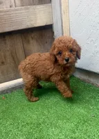 Sophie, a female Poodle - Toy  for sale in San Diego, CA – 1 of 4