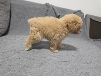 Duchess, a female Poodle - Toy  for sale in San Diego, CA – 3 of 5