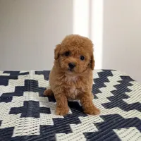 Ollie, a male Poodle - Toy  for sale in San Diego, CA – 2 of 3