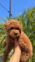 Loui, a male Poodle - Toy  for sale in San Diego, CA – 4 of 4