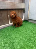 Ginger, a male Poodle - Toy  for sale in San Diego, CA – 1 of 3