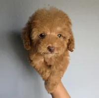 Lucy, a female Poodle - Toy  for sale in San Diego, CA – 4 of 7