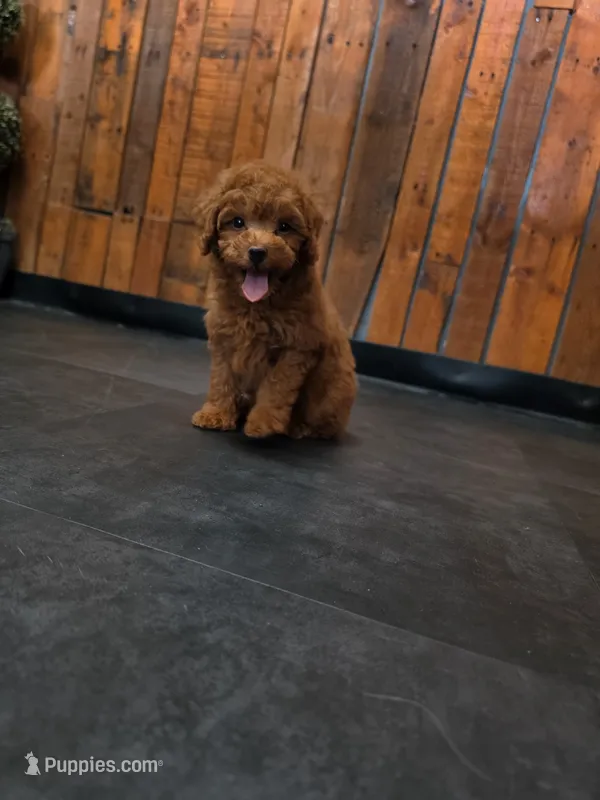 Remy – Poodle - Toy  puppy for sale in San Diego, CA
