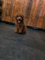 Remy, a male Poodle - Toy  for sale in San Diego, CA – 1 of 4