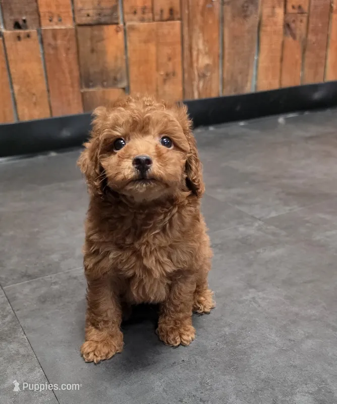 Ginger – Poodle - Toy  puppy for sale in San Diego, CA