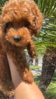 Loui, a male Poodle - Toy  for sale in San Diego, CA – 3 of 4