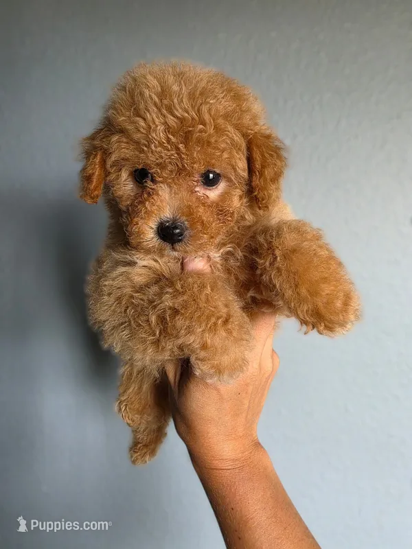 Loui – Poodle - Toy  puppy for sale in San Diego, CA