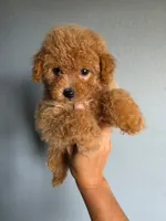 Loui, a male Poodle - Toy  for sale in San Diego, CA – 1 of 2