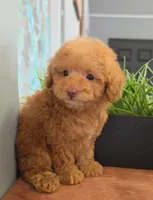 Princess, a female Poodle - Toy  for sale in San Diego, CA – 2 of 8