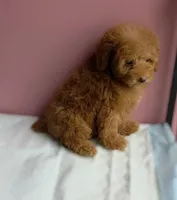 Lucy, a female Poodle - Toy  for sale in San Diego, CA – 3 of 7