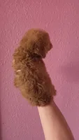 Princess, a female Poodle - Toy  for sale in San Diego, CA – 6 of 8