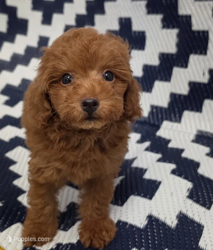Loui – Poodle - Toy  puppy for sale in San Diego, CA