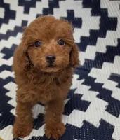Loui, a male Poodle - Toy  for sale in San Diego, CA – 1 of 5
