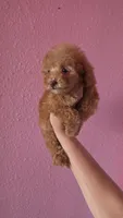 Princess, a female Poodle - Toy  for sale in San Diego, CA – 8 of 8
