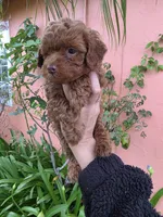 Loui, a male Poodle - Toy  for sale in San Diego, CA – 5 of 6