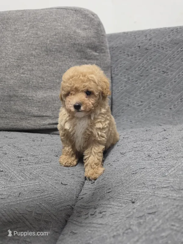 Duchess – Poodle - Toy  puppy for sale in San Diego, CA