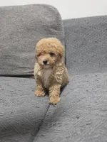Duchess, a female Poodle - Toy  for sale in San Diego, CA – 1 of 5