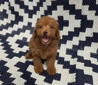 Loui, a male Poodle - Toy  for sale in San Diego, CA – 5 of 5