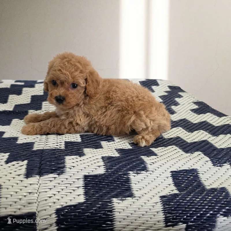 Lucy – Poodle - Toy  puppy for sale in San Diego, CA