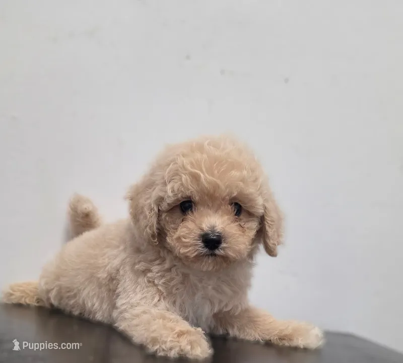 Reggie – Poodle - Toy  puppy for sale in San Diego, CA