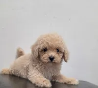 Reggie, a male Poodle - Toy  for sale in San Diego, CA – 1 of 1