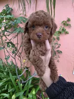 Loui, a male Poodle - Toy  for sale in San Diego, CA – 2 of 6