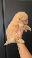 Toy poodles APRICOT MALES, a male Poodle - Toy  for sale in San Diego, CA – Photo 2 of 4