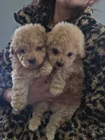 Toy poodles APRICOT MALES, a male Poodle - Toy  for sale in San Diego, CA – Photo 1 of 4